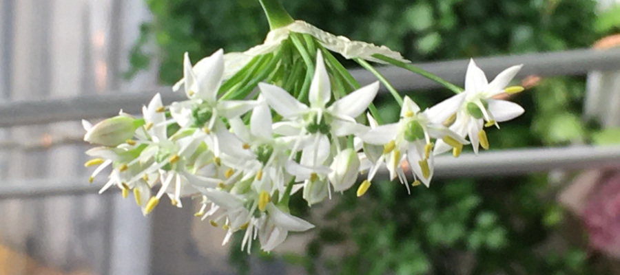 Garden Slider Image 1